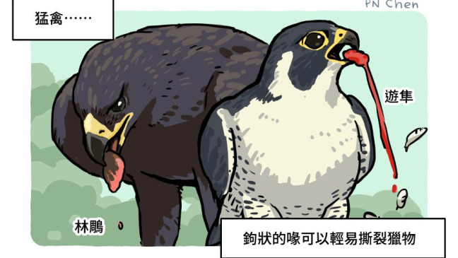 科普文| 台灣猛禽研究會